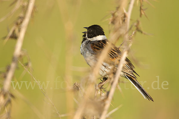 Rohrammer (Emberiza schoeniclus)