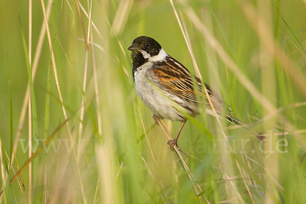 Rohrammer (Emberiza schoeniclus)