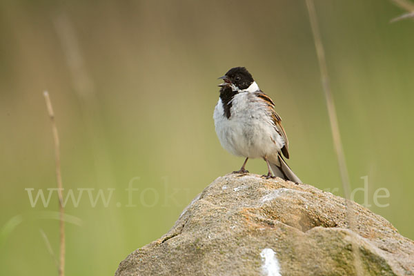 Rohrammer (Emberiza schoeniclus)