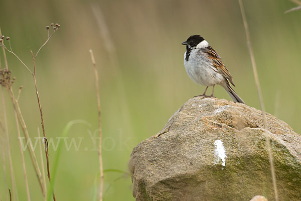 Rohrammer (Emberiza schoeniclus)