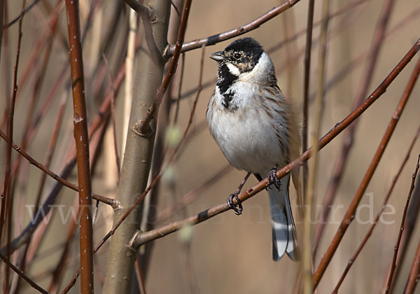 Rohrammer (Emberiza schoeniclus)