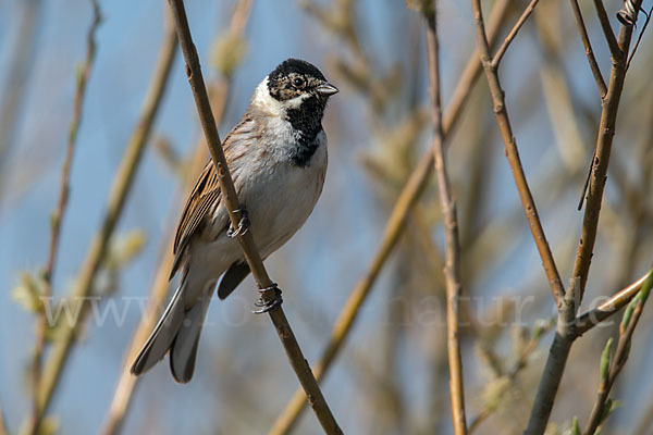 Rohrammer (Emberiza schoeniclus)