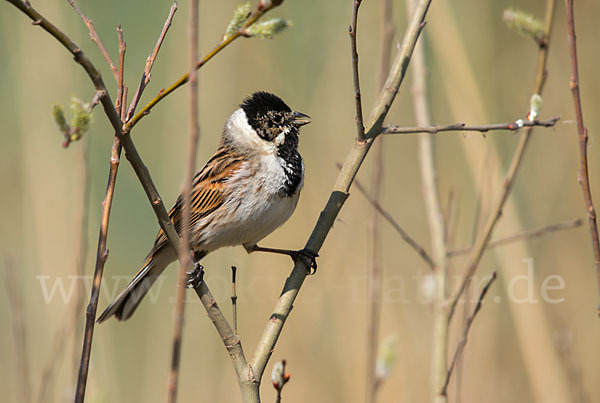 Rohrammer (Emberiza schoeniclus)