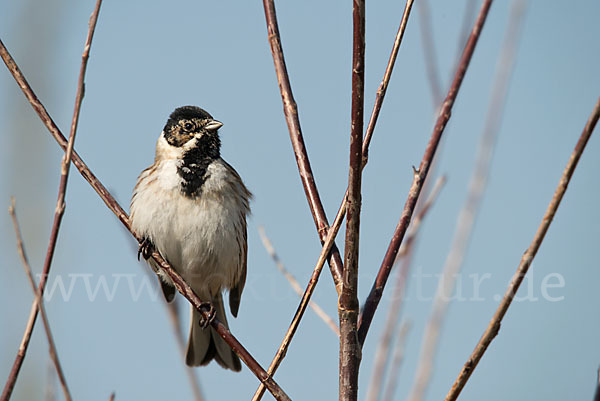 Rohrammer (Emberiza schoeniclus)