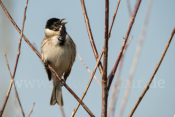 Rohrammer (Emberiza schoeniclus)