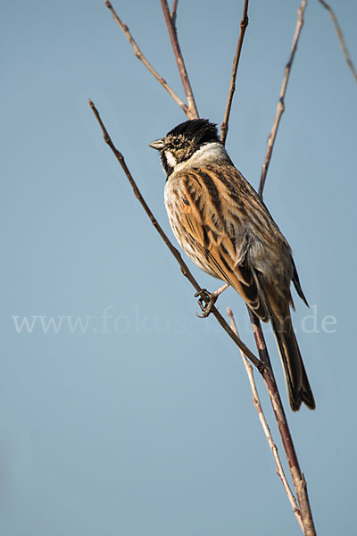 Rohrammer (Emberiza schoeniclus)