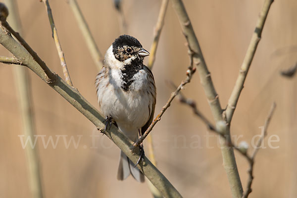 Rohrammer (Emberiza schoeniclus)