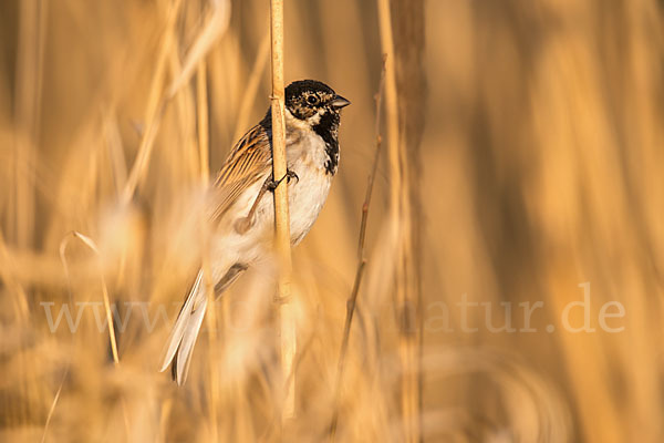 Rohrammer (Emberiza schoeniclus)