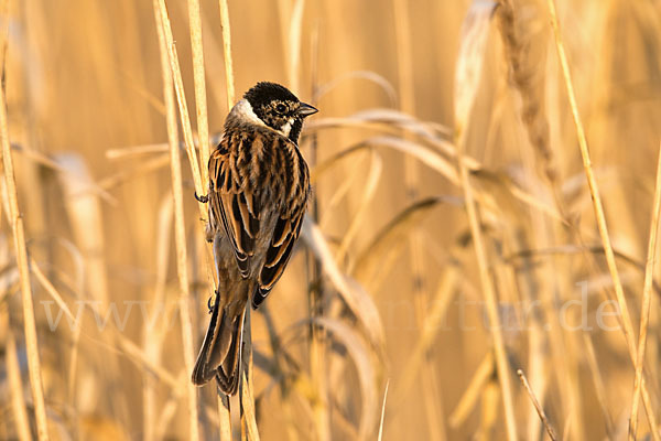 Rohrammer (Emberiza schoeniclus)