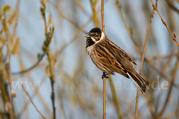 Rohrammer (Emberiza schoeniclus)