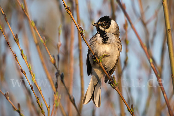 Rohrammer (Emberiza schoeniclus)