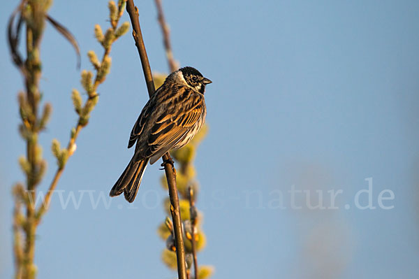 Rohrammer (Emberiza schoeniclus)