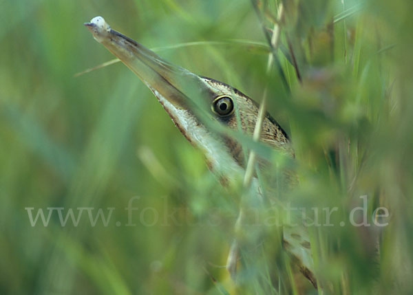 Rohrdommel (Botaurus stellaris)