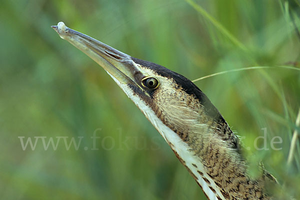 Rohrdommel (Botaurus stellaris)