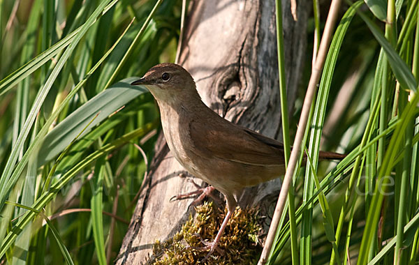 Rohrschwirl (Locustella luscinioides)