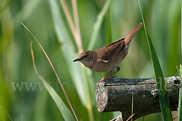 Rohrschwirl (Locustella luscinioides)