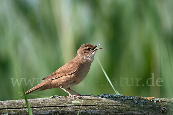 Rohrschwirl (Locustella luscinioides)