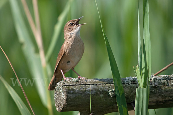 Rohrschwirl (Locustella luscinioides)