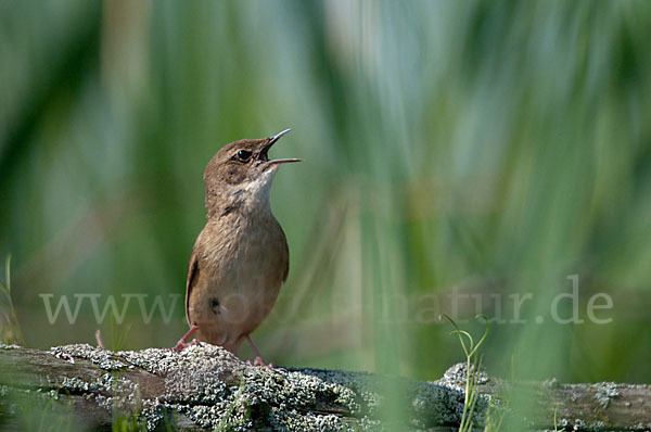 Rohrschwirl (Locustella luscinioides)