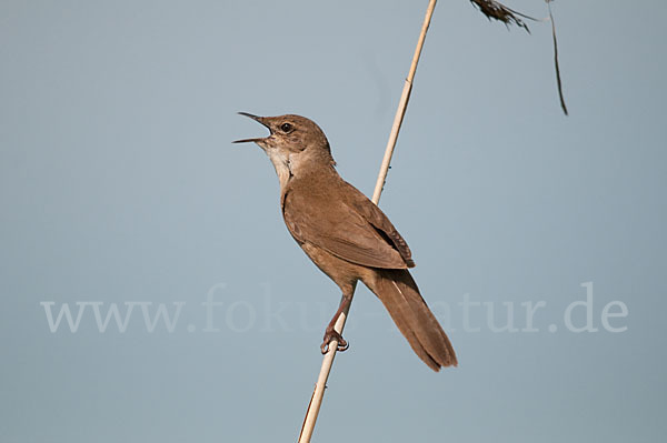 Rohrschwirl (Locustella luscinioides)