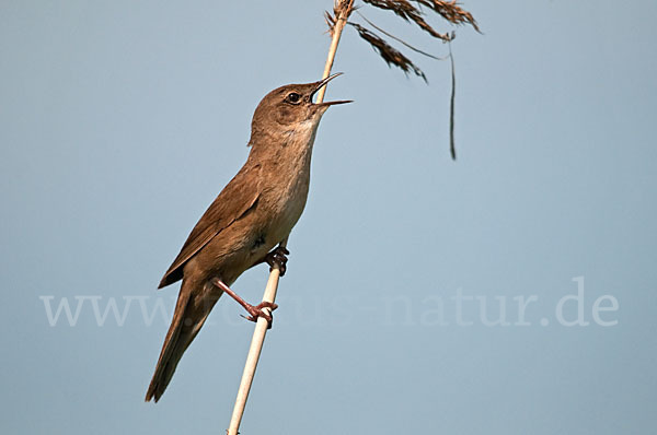 Rohrschwirl (Locustella luscinioides)