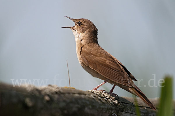 Rohrschwirl (Locustella luscinioides)