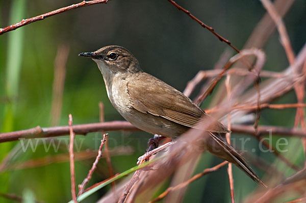 Rohrschwirl (Locustella luscinioides)