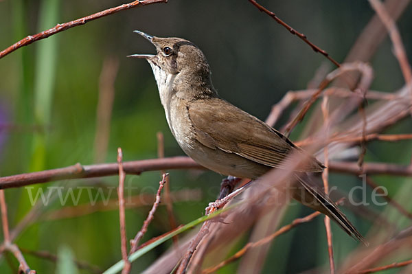 Rohrschwirl (Locustella luscinioides)