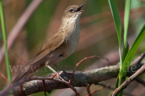 Rohrschwirl (Locustella luscinioides)