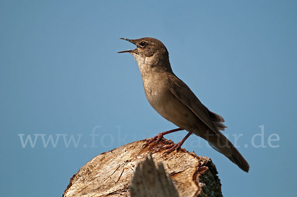 Rohrschwirl (Locustella luscinioides)