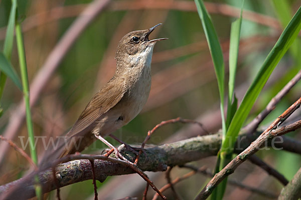 Rohrschwirl (Locustella luscinioides)