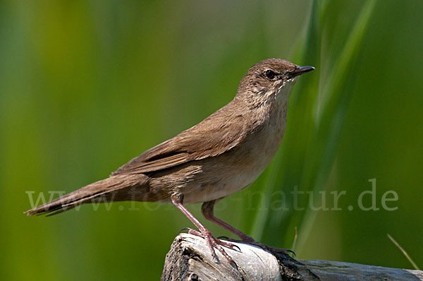 Rohrschwirl (Locustella luscinioides)