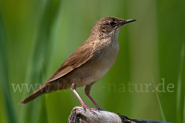 Rohrschwirl (Locustella luscinioides)