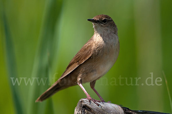 Rohrschwirl (Locustella luscinioides)