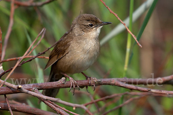 Rohrschwirl (Locustella luscinioides)