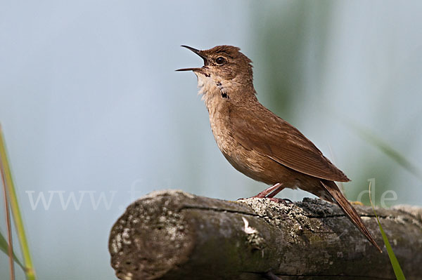 Rohrschwirl (Locustella luscinioides)