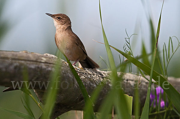 Rohrschwirl (Locustella luscinioides)