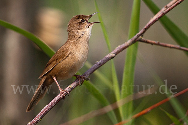 Rohrschwirl (Locustella luscinioides)