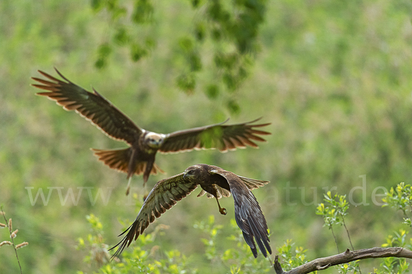 Rohrweihe (Circus aeruginosus)