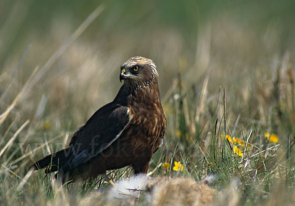 Rohrweihe (Circus aeruginosus)