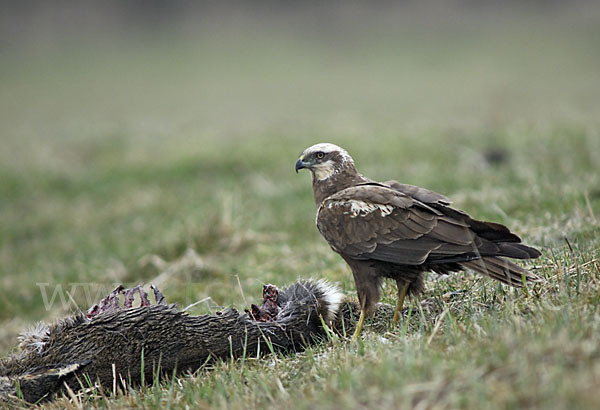 Rohrweihe (Circus aeruginosus)