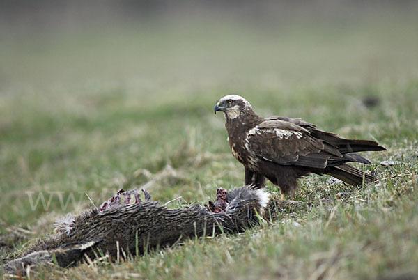 Rohrweihe (Circus aeruginosus)