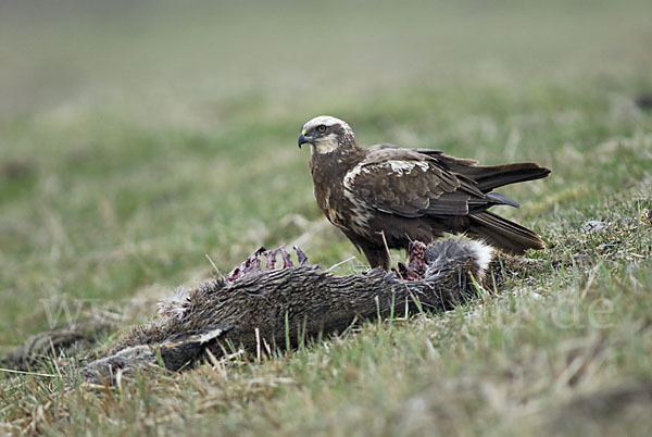 Rohrweihe (Circus aeruginosus)