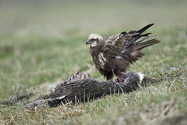 Rohrweihe (Circus aeruginosus)