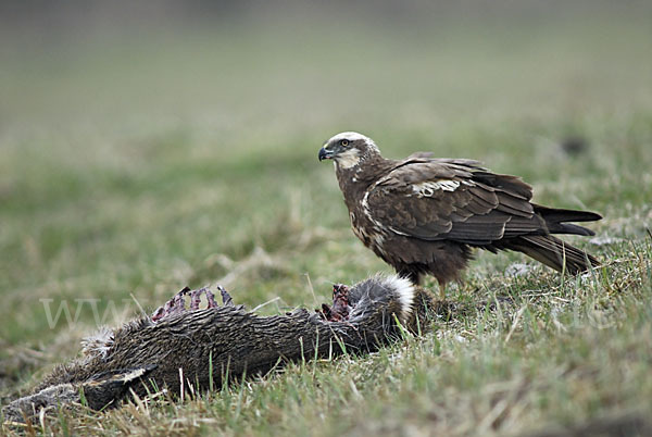 Rohrweihe (Circus aeruginosus)