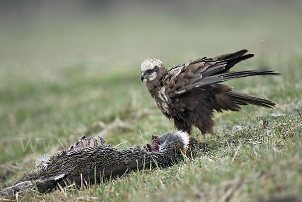 Rohrweihe (Circus aeruginosus)