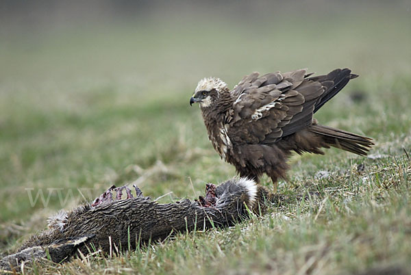 Rohrweihe (Circus aeruginosus)