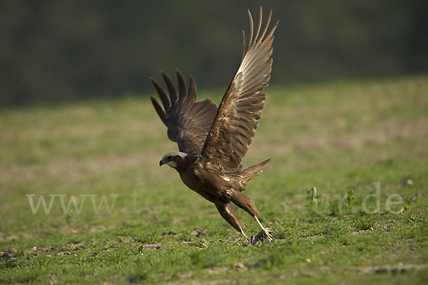 Rohrweihe (Circus aeruginosus)