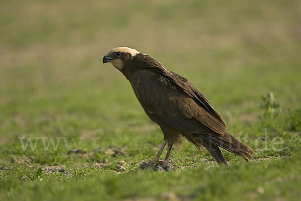 Rohrweihe (Circus aeruginosus)