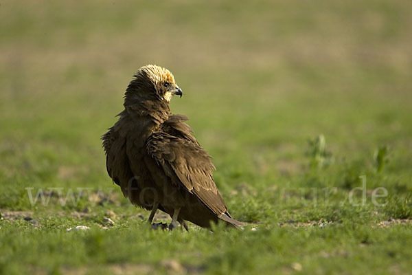 Rohrweihe (Circus aeruginosus)